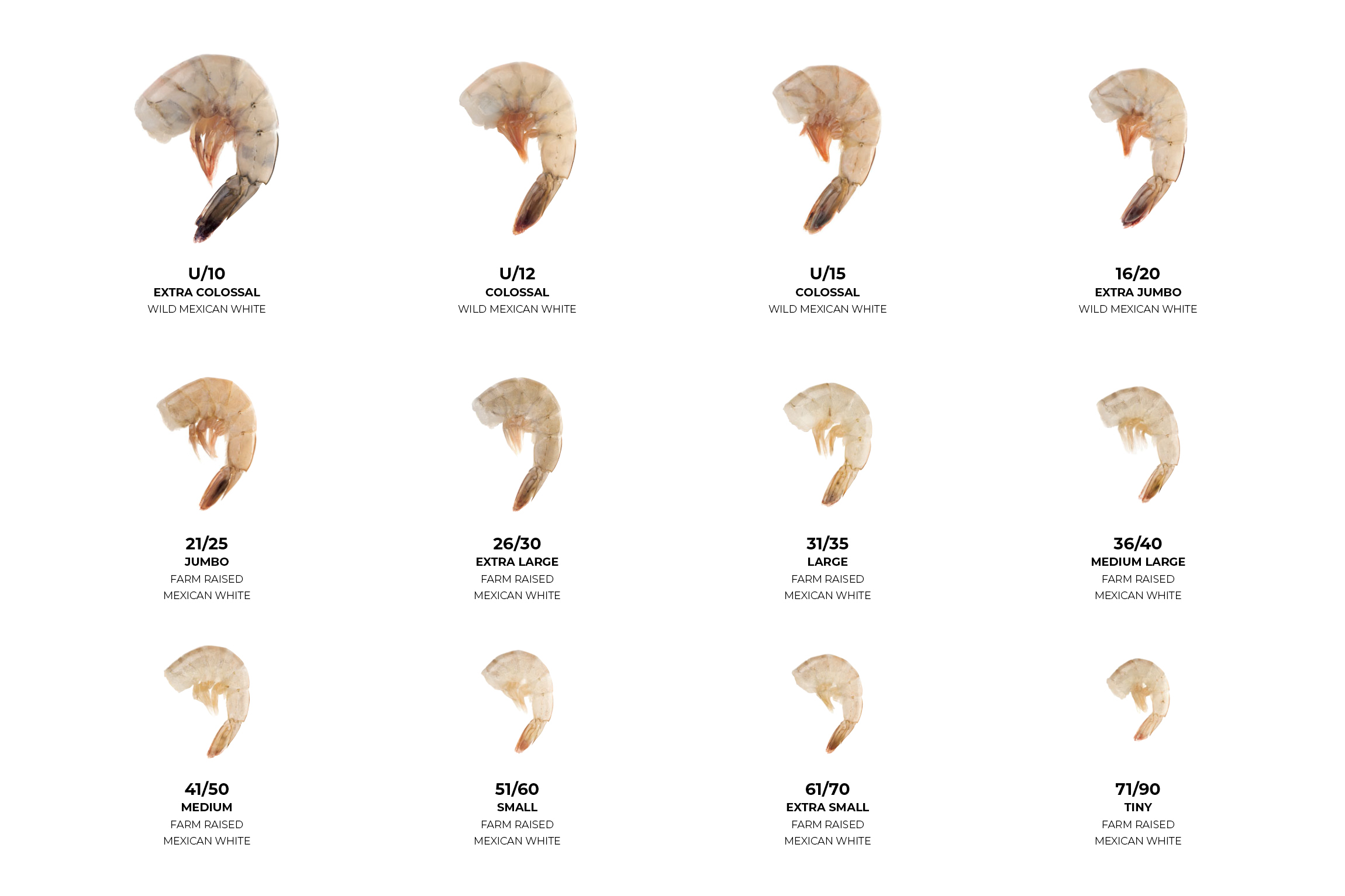 Shrimp Size Chart