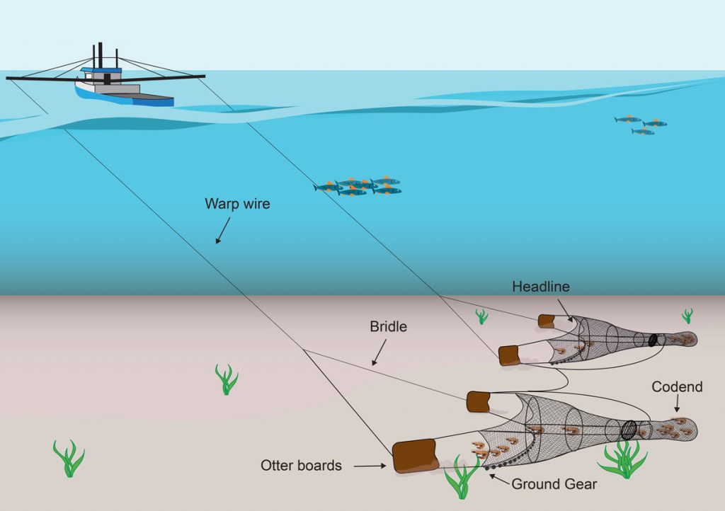 Prawntrawldouble Ocean Garden
